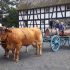 Museumsfest „Westerwälder Tiere“ und Eröffnung der Sonderausstellung „FleischRegion Westerwald“ ein voller Erfolg